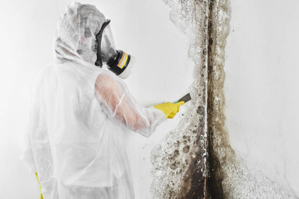 Best Crawl Space Mold Remediation in Newnan, GA