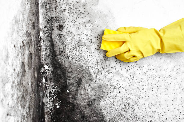 Best Mold Remediation for Specific Building Types in Newnan, GA