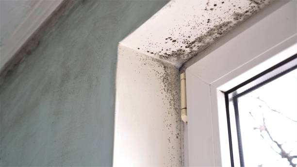 Best Commercial Mold Remediation in Newnan, GA