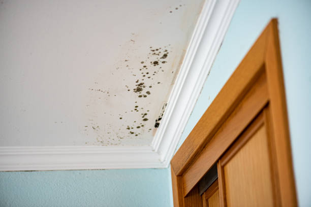Best Localized Mold Remediation (e.g., coastal areas, humid climates) in Newnan, GA