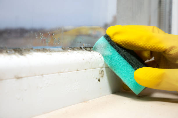 Best White Mold Remediation in Newnan, GA