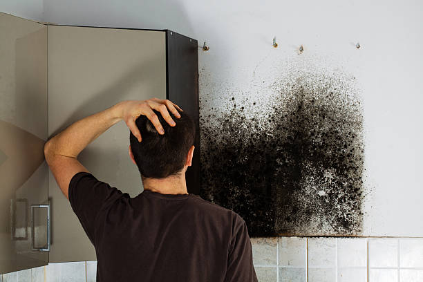 Best HVAC Mold Remediation in Newnan, GA