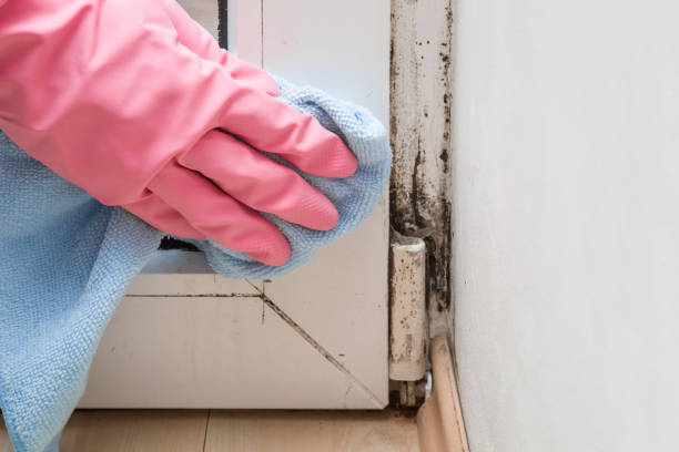 Best Health and Safety Mold Remediation in Newnan, GA